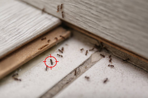 Best Pest Control Near Me in Genesee, ID