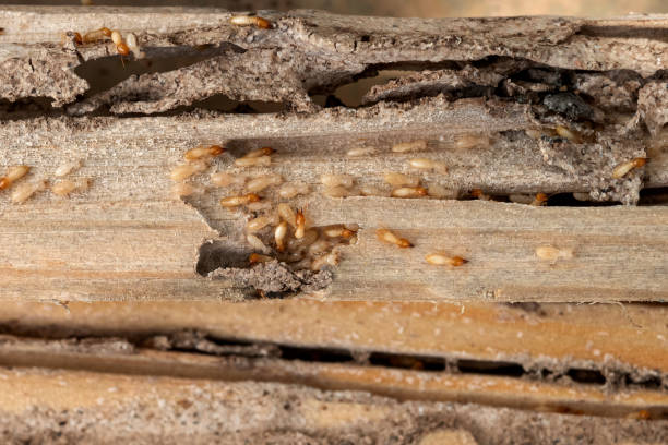 Reliable Genesee, ID Pest Control Solutions